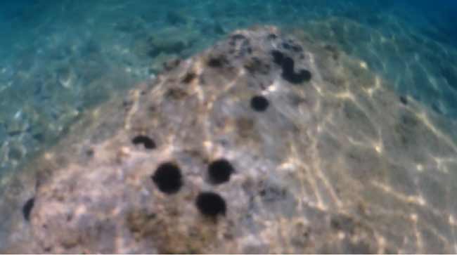 sea urchin Rijeka