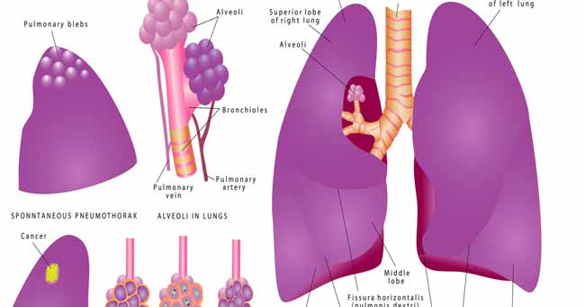 CBD Lungs