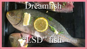 eating-Dreamfish-LSD-fish-trip-report