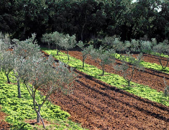 clos-serra-blanca-permaculture-hotel2